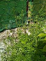 Gaillet gratteron - Galium aparine (prise a Lens, P-de-C)(1)